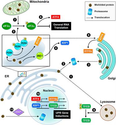 Dysregulated proteostasis network in neuronal diseases